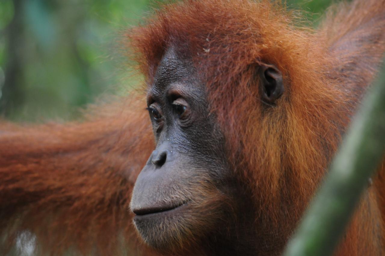Ecotravel Cottages Bukit Lawang Luaran gambar