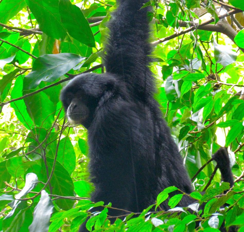 Ecotravel Cottages Bukit Lawang Luaran gambar